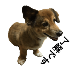 片耳おっ立つ犬2 Lineスタンプ Tt