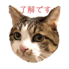 たれ目猫いくらちゃんのスタンプ Lineスタンプ Keichoco