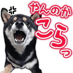 柴犬スタンプ 黒柴クロのつぶやき Lineスタンプ Meg