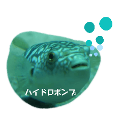 ケープペンギンの日常 Lineスタンプ バッ子