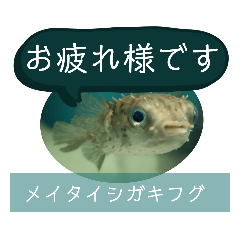 ケープペンギンの日常 Lineスタンプ バッ子